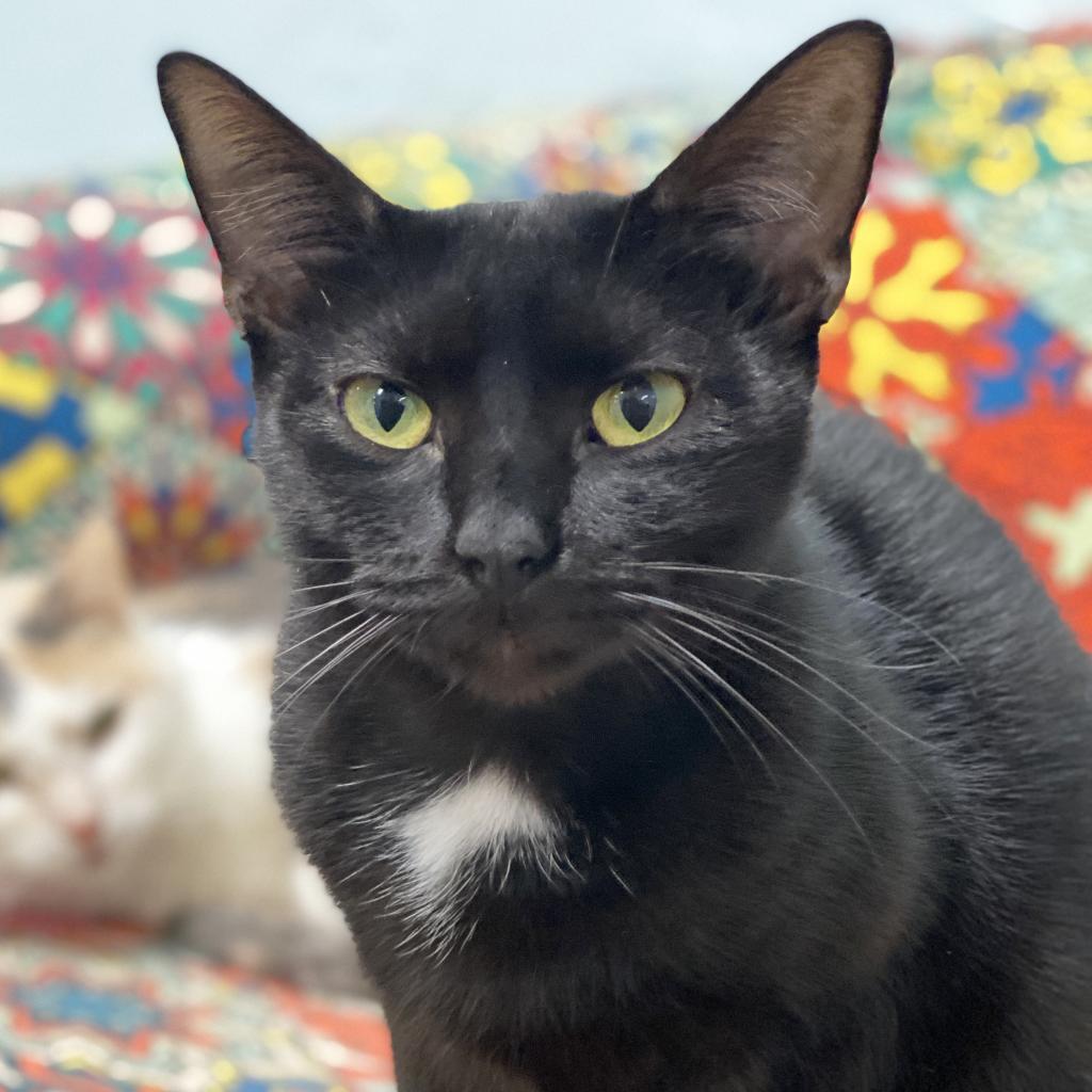 Russell, an adoptable Domestic Short Hair in Mount Juliet, TN, 37122 | Photo Image 2