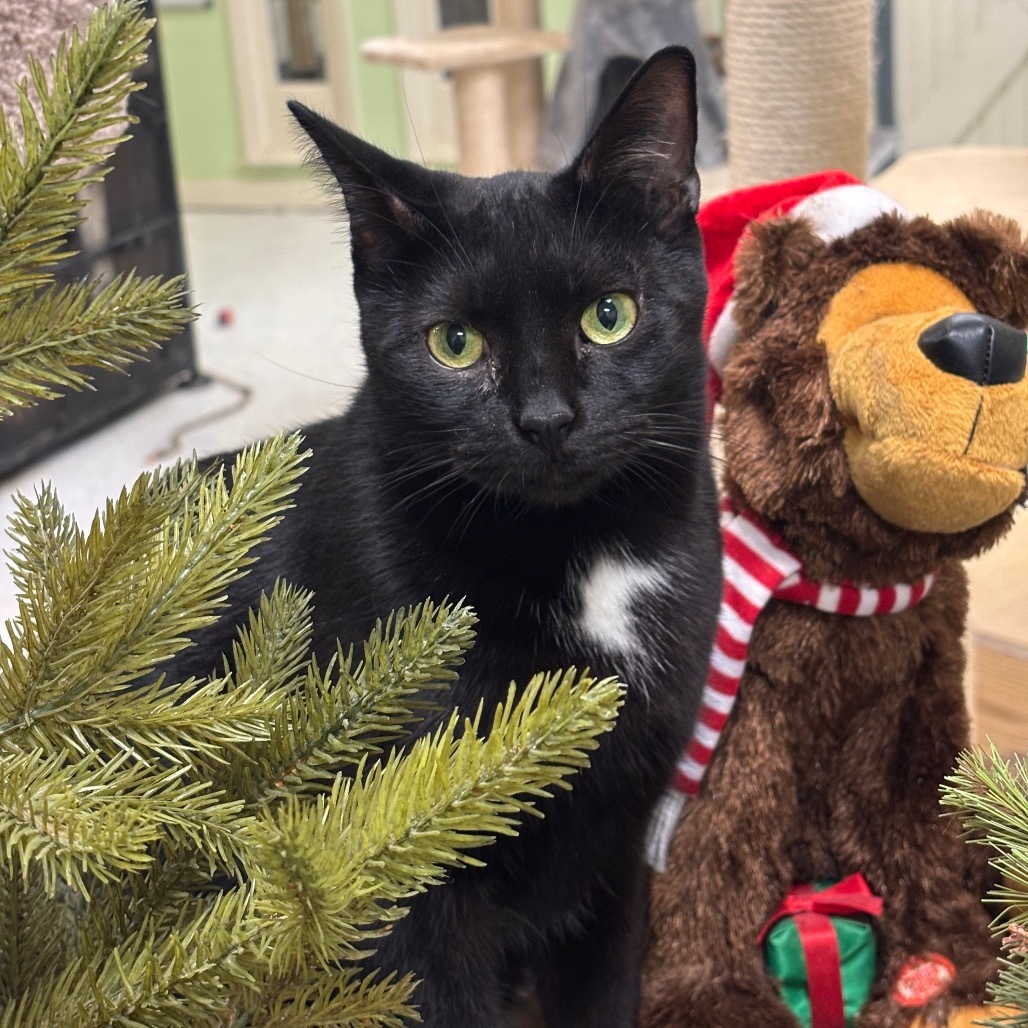 Russell, an adoptable Domestic Short Hair in Mount Juliet, TN, 37122 | Photo Image 3