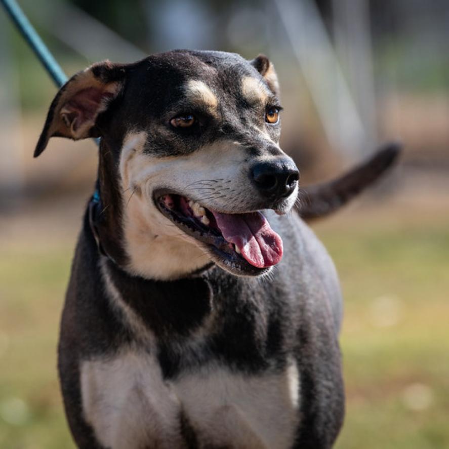 Hilda JuM, an adoptable Hound, Shepherd in Austin, TX, 78701 | Photo Image 2