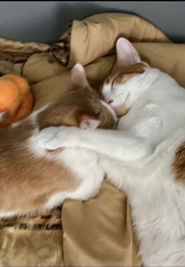 Milo, an adoptable Domestic Short Hair in Orange City, FL, 32763 | Photo Image 3