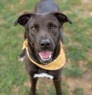 GIRL's profile on Petfinder.com