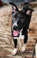 FORD's profile on Petfinder.com