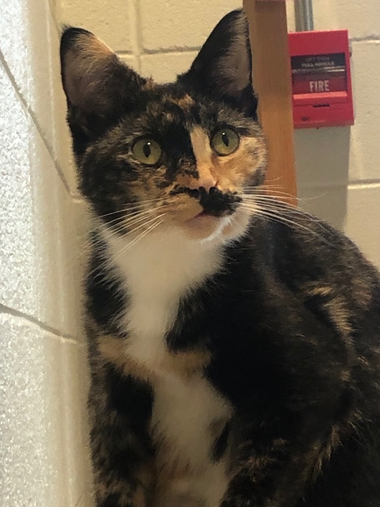 Peyton, an adoptable Domestic Medium Hair in Dalton, GA, 30721 | Photo Image 1