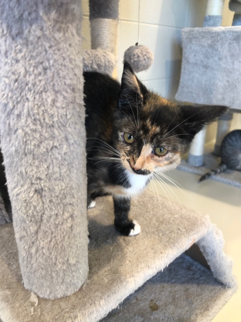 Peyton, an adoptable Domestic Medium Hair in Dalton, GA, 30721 | Photo Image 3