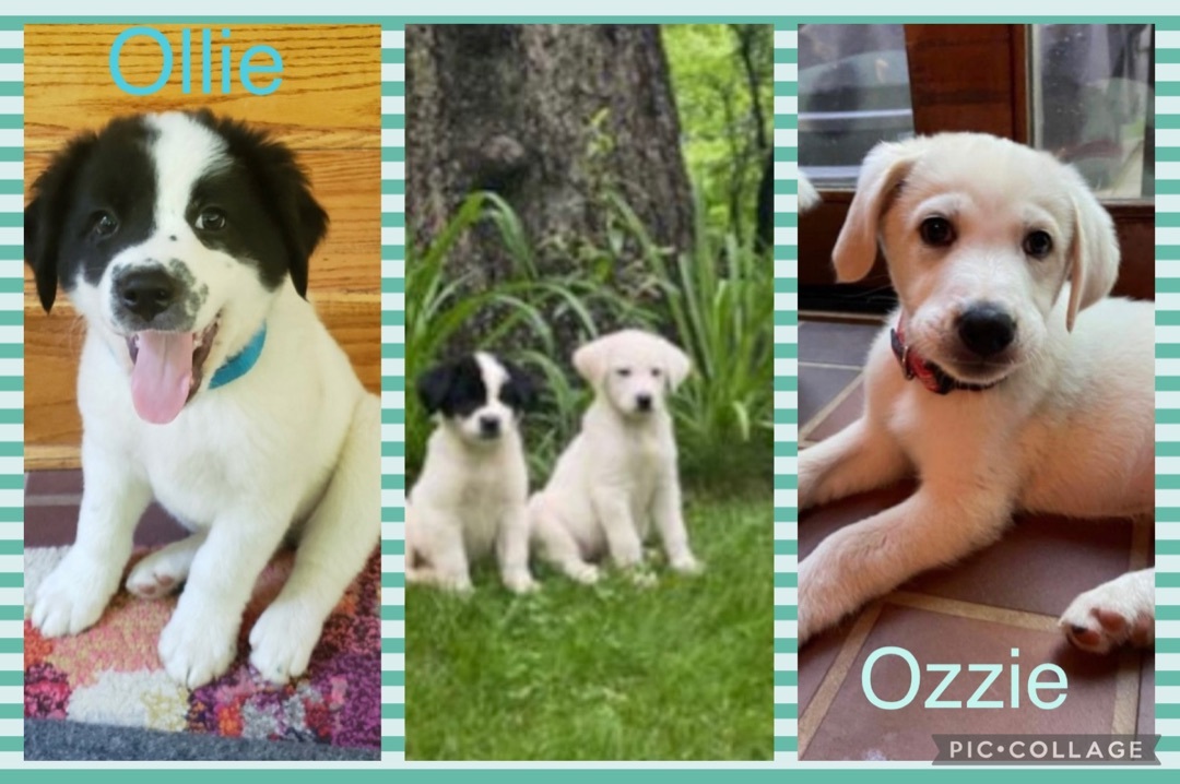 Ollie (OZZIE is adopted)