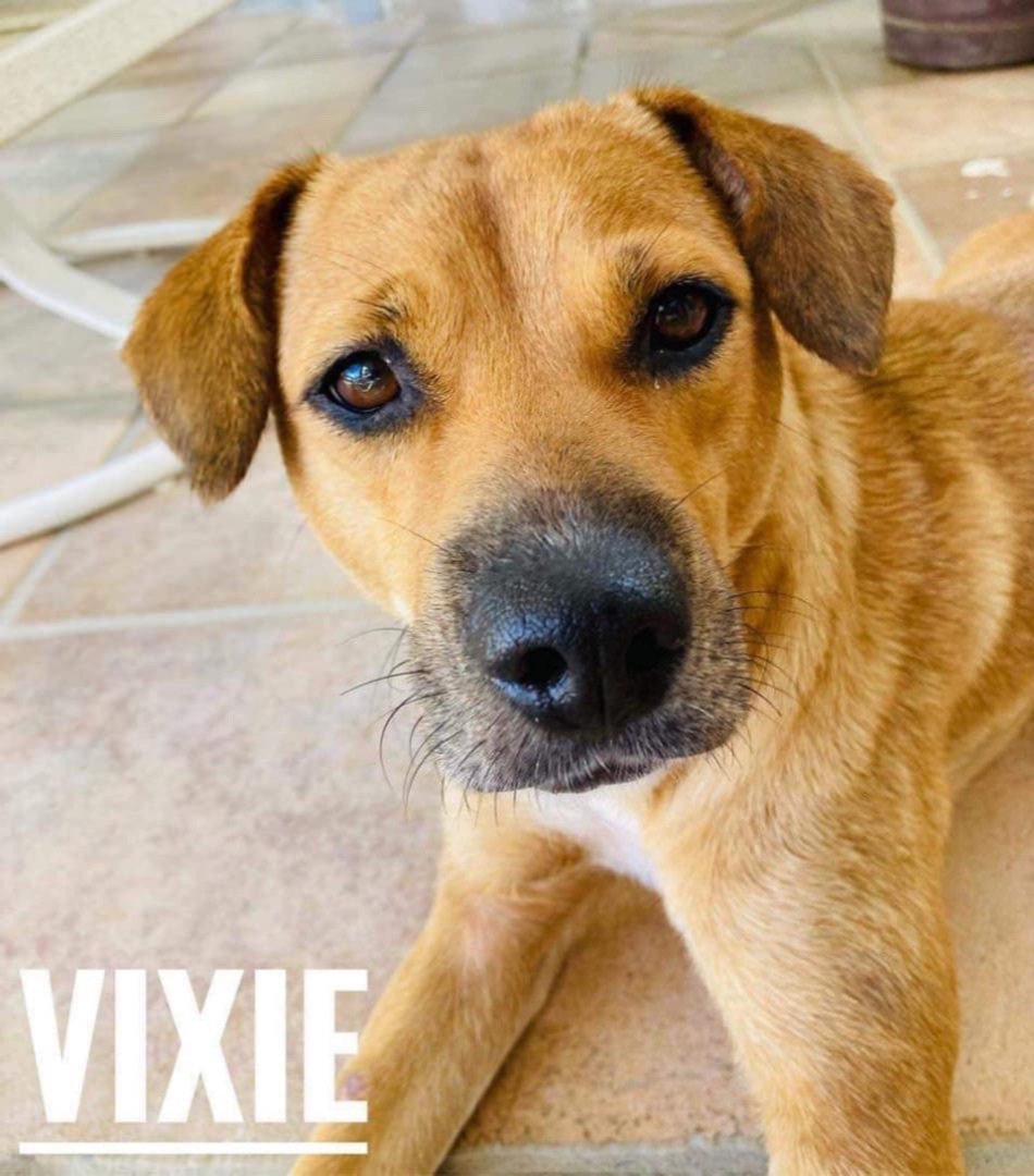 Vixie