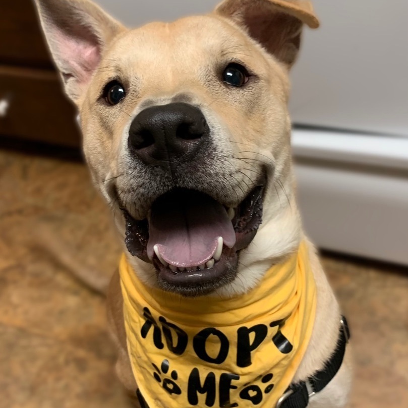 Cheese (in a foster home)