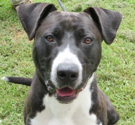 Paco, an adoptable Pit Bull Terrier Mix in Carrollton, GA_image-3
