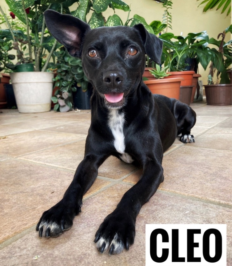 Cleo