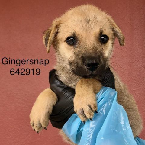 Gingersnap