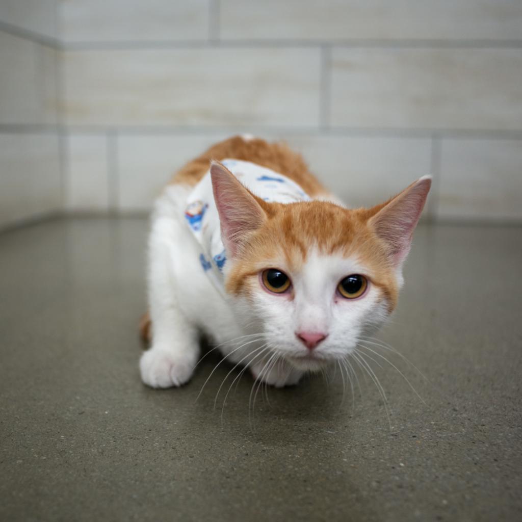 Sam, an adoptable Domestic Short Hair in West Jordan, UT, 84084 | Photo Image 1