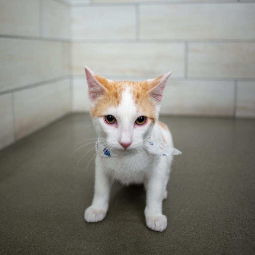 Oliver, an adoptable Domestic Short Hair in West Jordan, UT, 84084 | Photo Image 1