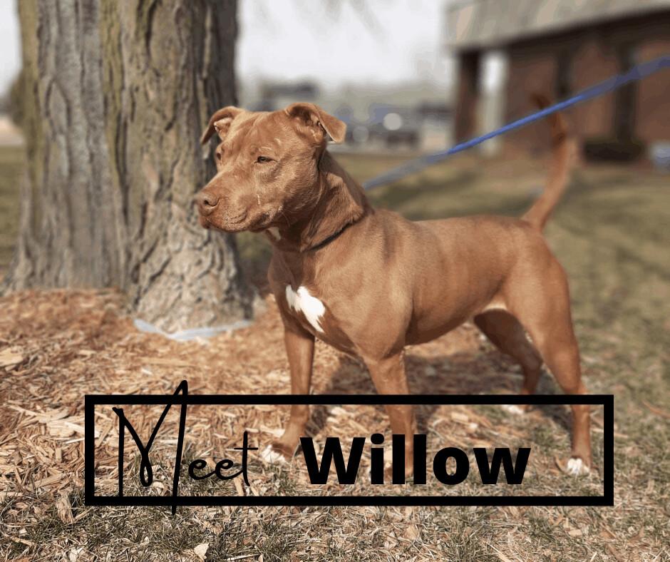 Willow