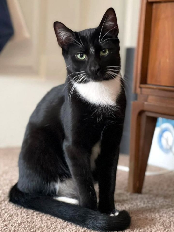 Zuko, an adopted Domestic Short Hair in Pittsburgh, PA_image-2