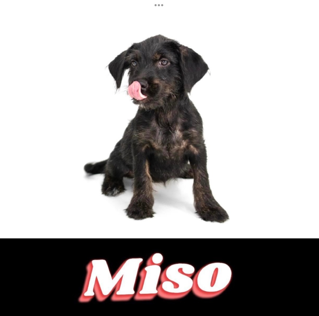 Miso