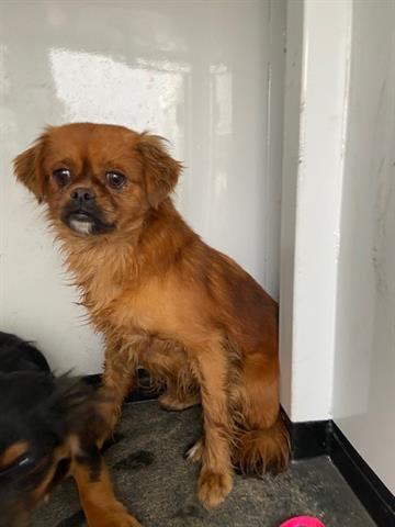 SCARLET, an adoptable Shih Tzu, Mixed Breed in Hanford, CA, 93230 | Photo Image 1