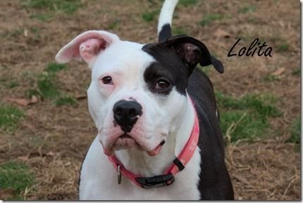 Lolita in Blackstone VA