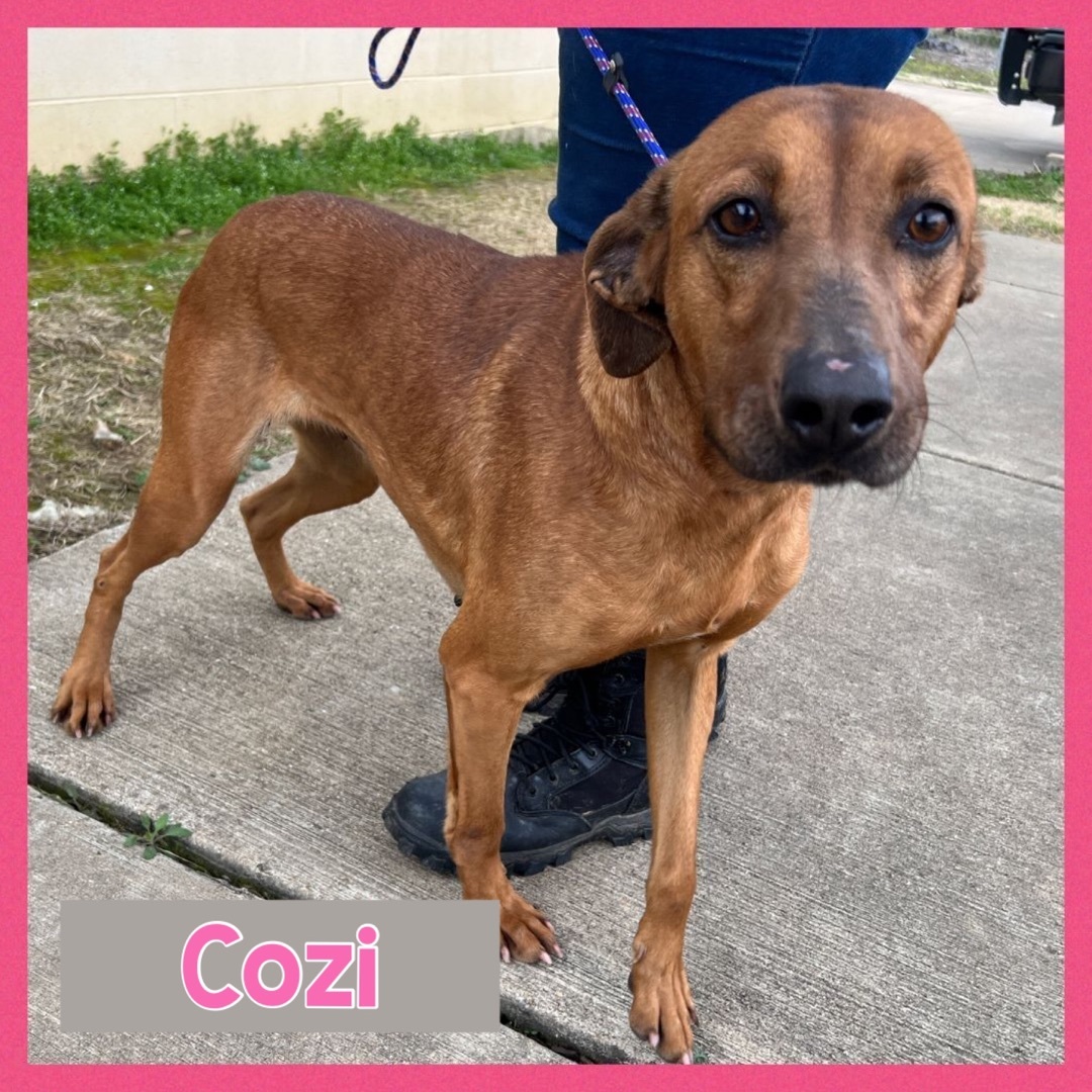 Foster Me! Cozi