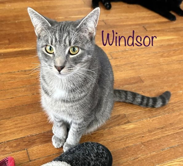 Windsor, an adoptable Domestic Short Hair in Culpeper, VA, 22701 | Photo Image 4