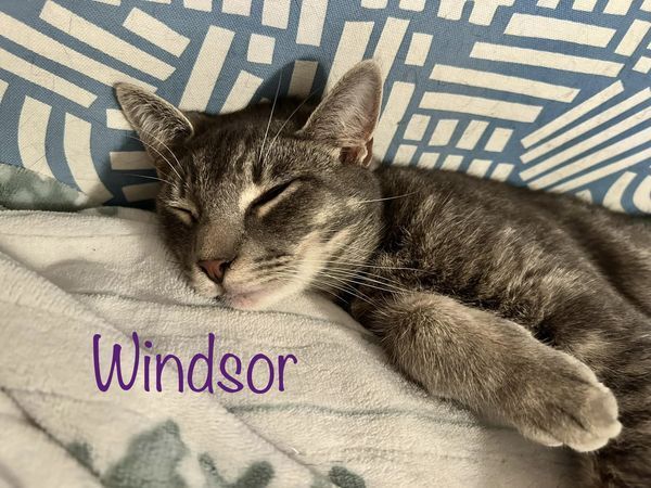 Windsor, an adoptable Domestic Short Hair in Culpeper, VA, 22701 | Photo Image 5