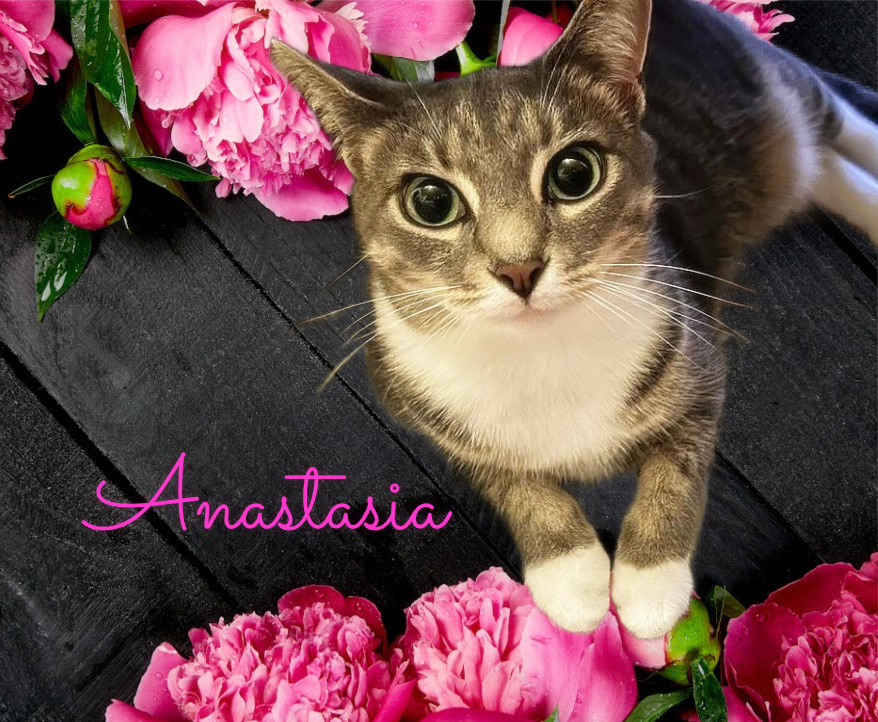 Anastasia, an adoptable Tabby in Culpeper, VA, 22701 | Photo Image 1