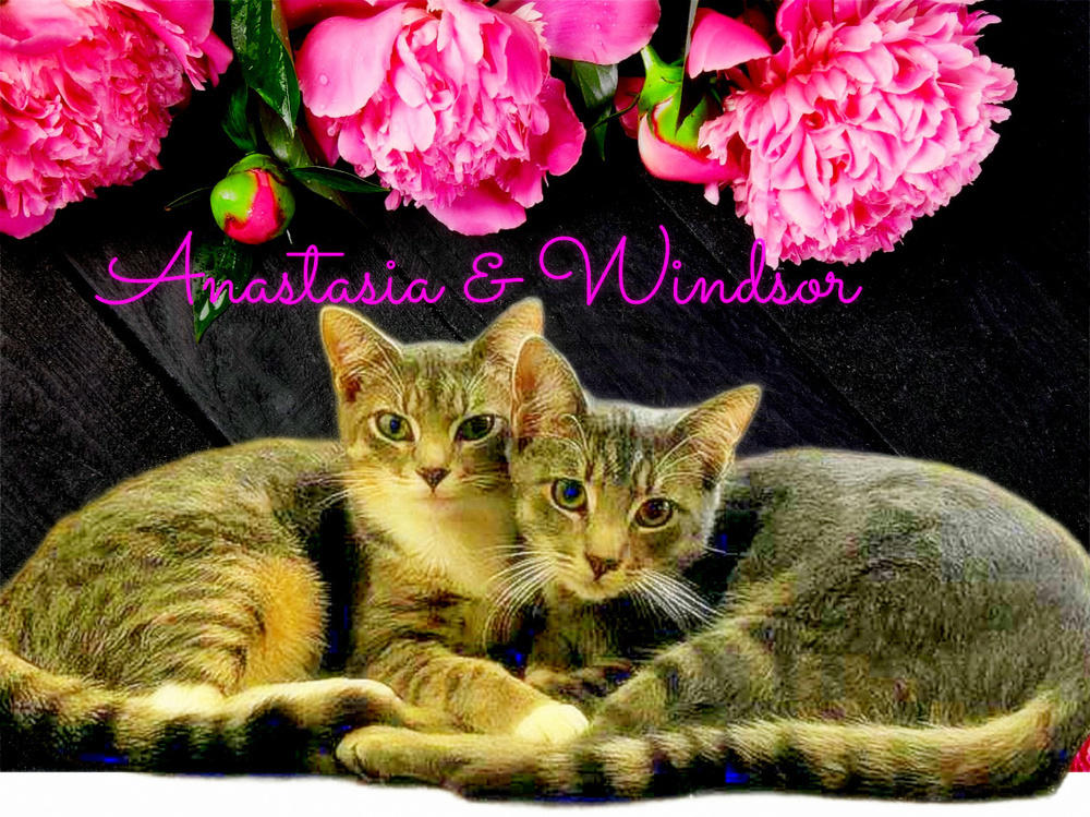 Anastasia, an adoptable Tabby in Culpeper, VA, 22701 | Photo Image 2