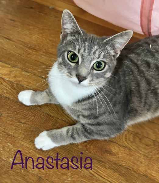 Anastasia, an adoptable Tabby in Culpeper, VA, 22701 | Photo Image 3