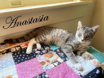 Anastasia, an adoptable Tabby in Culpeper, VA, 22701 | Photo Image 4