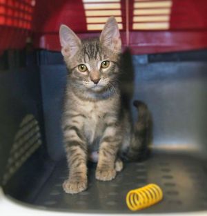 Meet Crackers an adorable Cream and Gray Striped Tabby girl wholl bring a smile to your face - no 