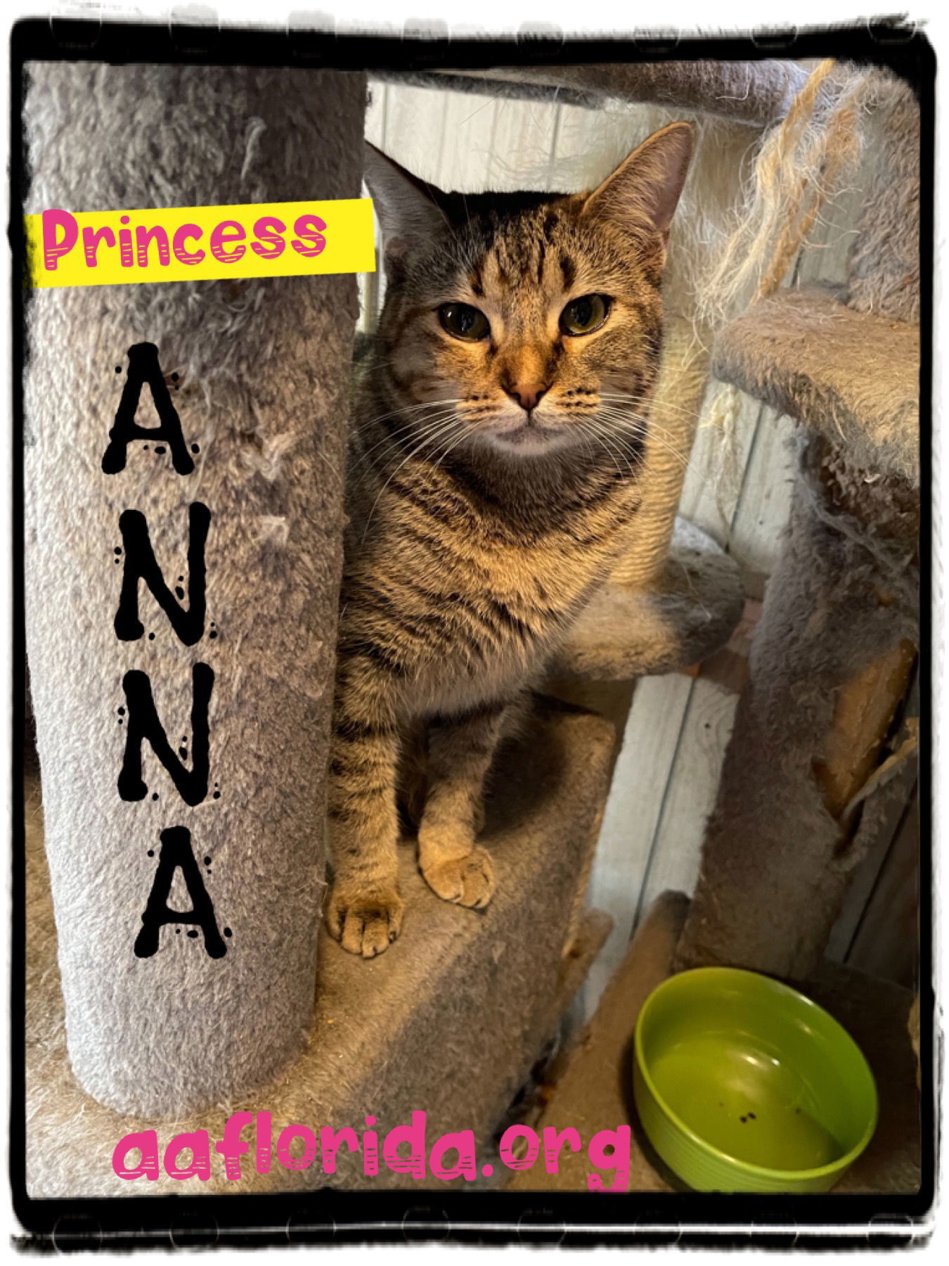 Anna, an adoptable Domestic Short Hair, Tabby in Pensacola, FL, 32534 | Photo Image 1