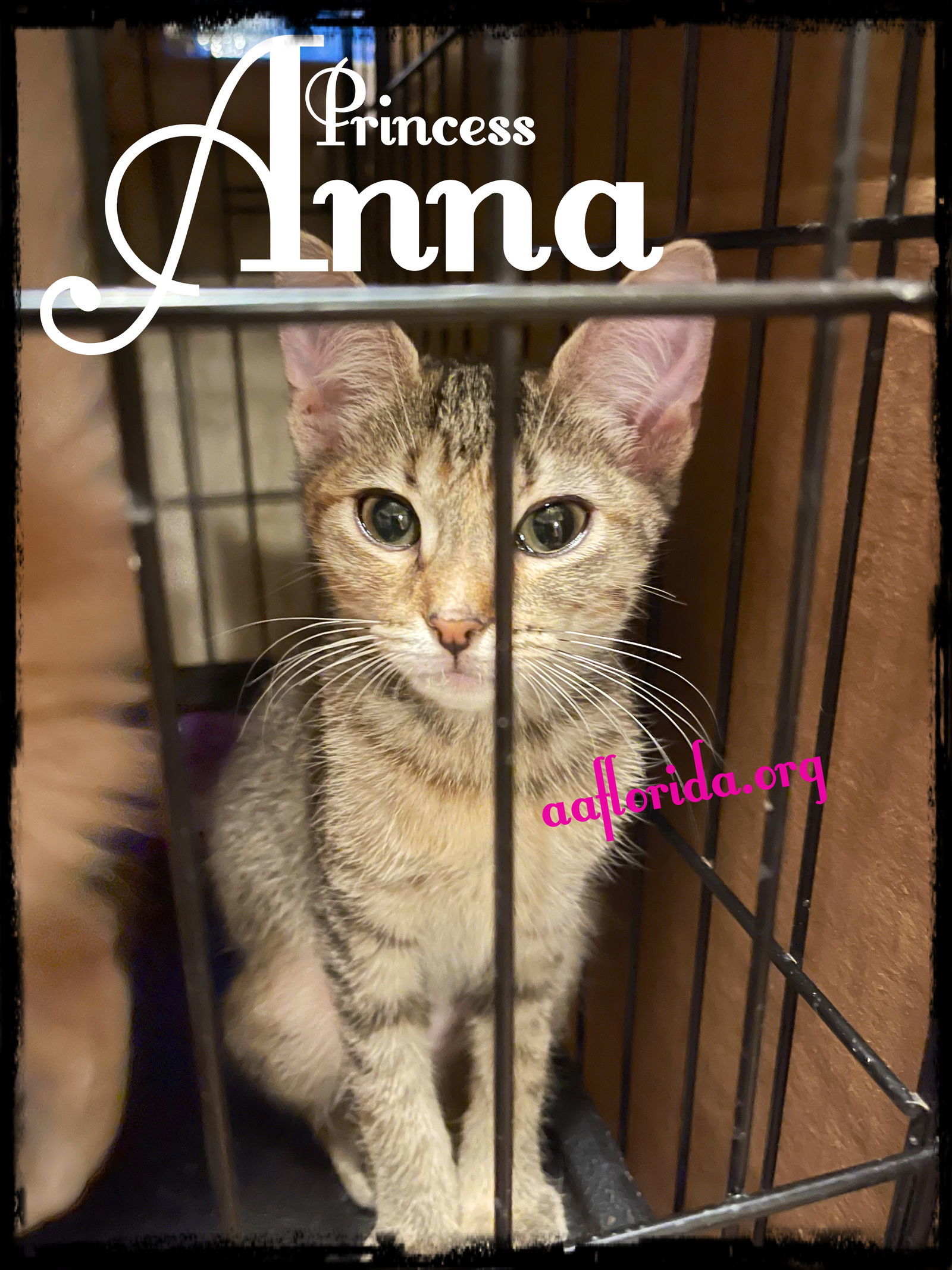 Anna, an adoptable Domestic Short Hair, Tabby in Pensacola, FL, 32534 | Photo Image 3