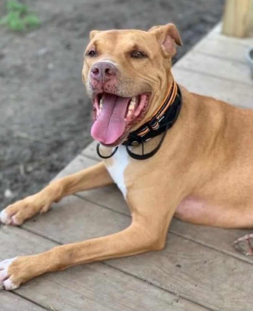 Frank, an adoptable Terrier, Mixed Breed in Xenia, OH, 45385 | Photo Image 1