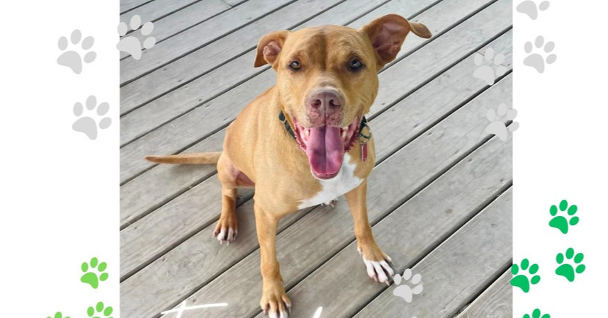 Frank, an adoptable Terrier, Mixed Breed in Xenia, OH, 45385 | Photo Image 2