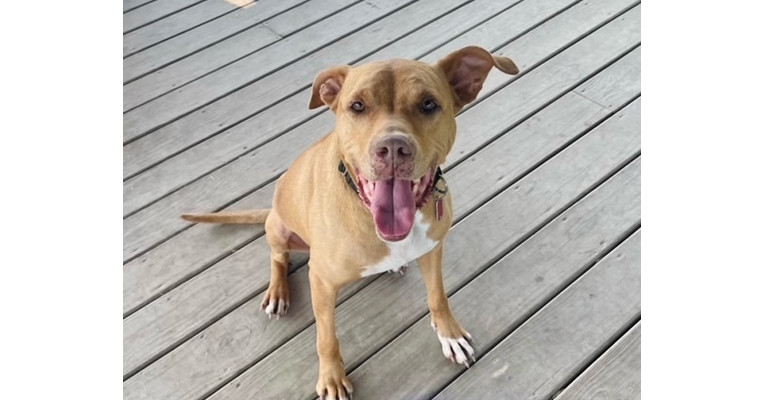 Frank, an adoptable Terrier, Mixed Breed in Xenia, OH, 45385 | Photo Image 3