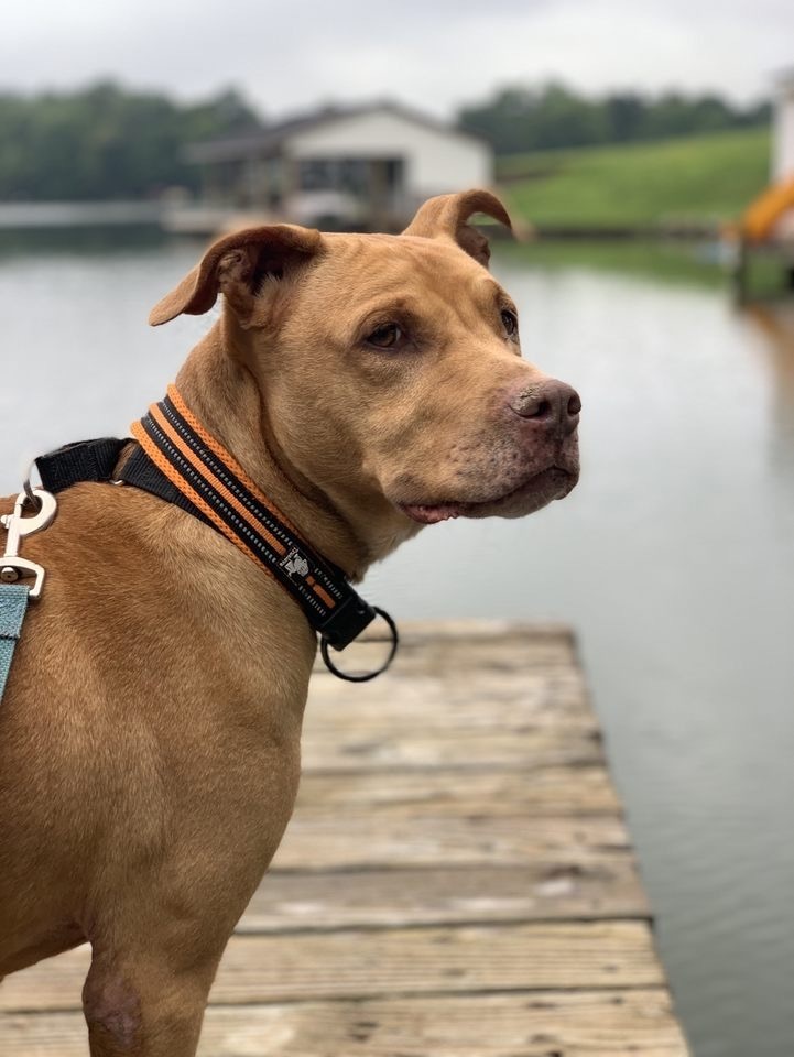 Frank, an adoptable Terrier, Mixed Breed in Xenia, OH, 45385 | Photo Image 4