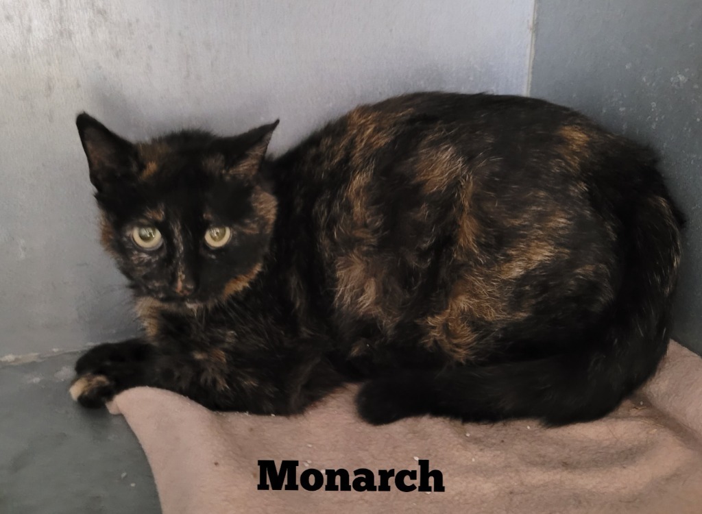 Monarch, an adoptable Domestic Short Hair in Cedar Rapids, IA, 52404 | Photo Image 2