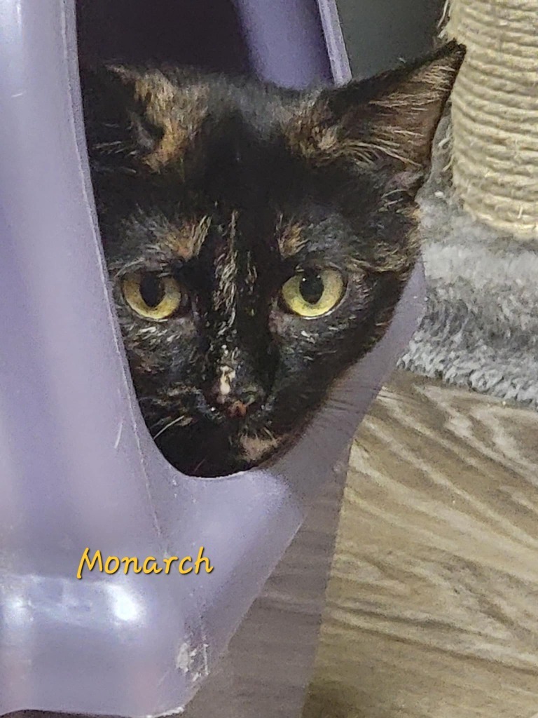 Monarch, an adoptable Domestic Short Hair in Cedar Rapids, IA, 52404 | Photo Image 3