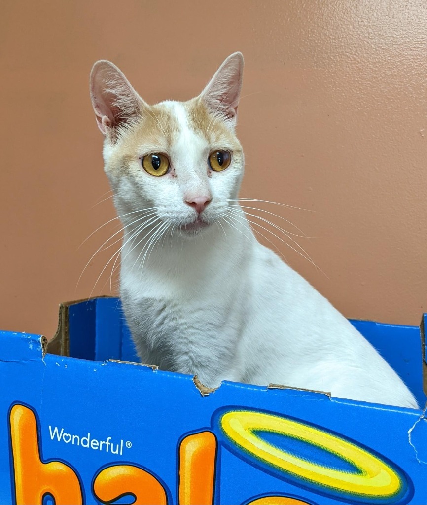 TANGO, an adoptable Domestic Short Hair in Battle Creek, MI, 49017 | Photo Image 1