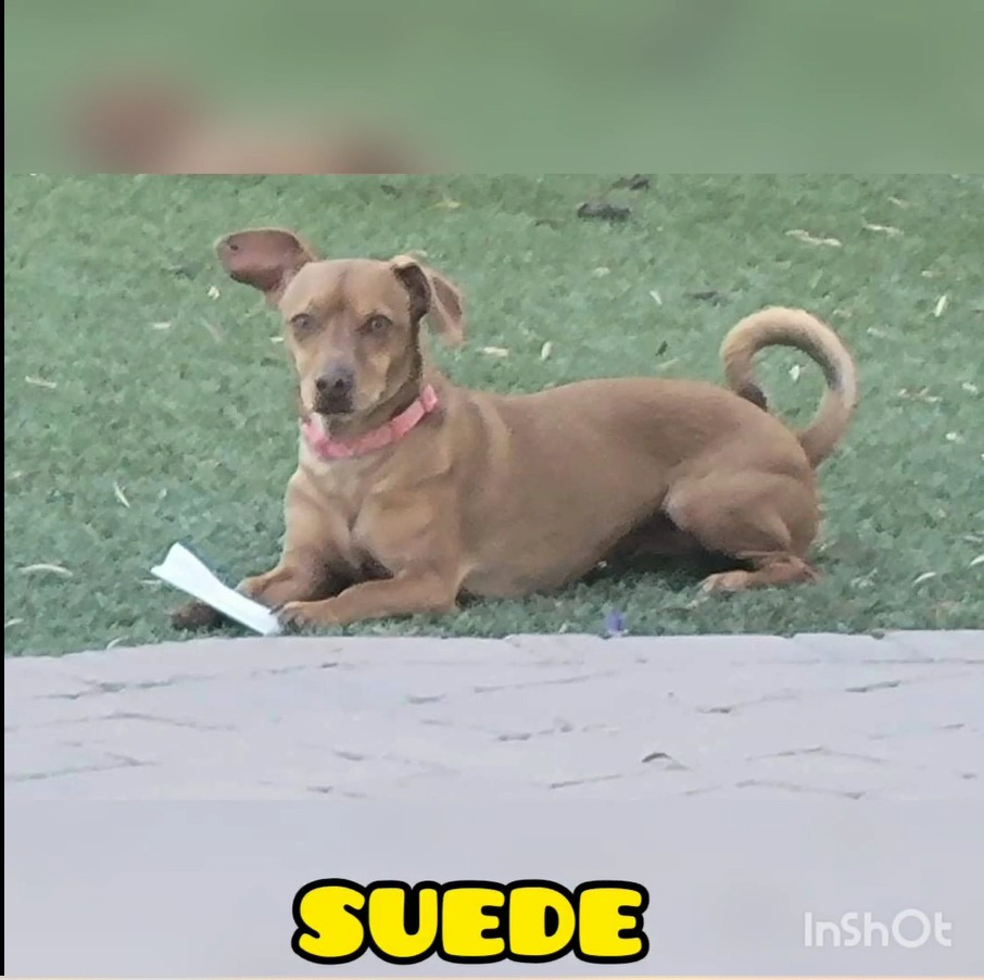 Suede