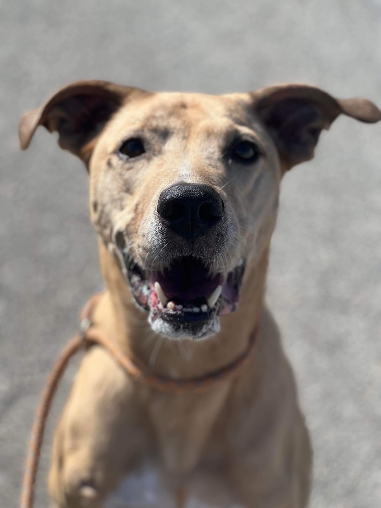 Bumble, an adoptable Catahoula Leopard Dog, Hound in Sebastian, FL, 32958 | Photo Image 1