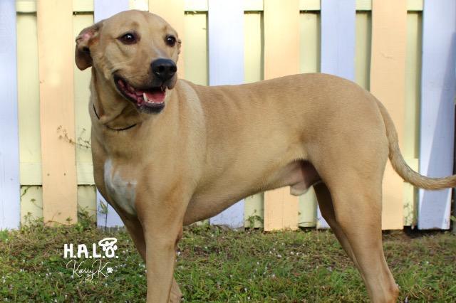 Bumble, an adoptable Catahoula Leopard Dog, Hound in Sebastian, FL, 32958 | Photo Image 2