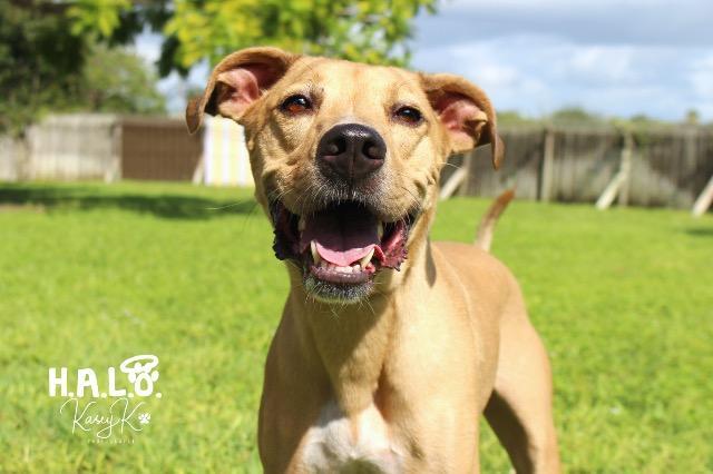 Bumble, an adoptable Catahoula Leopard Dog, Hound in Sebastian, FL, 32958 | Photo Image 3