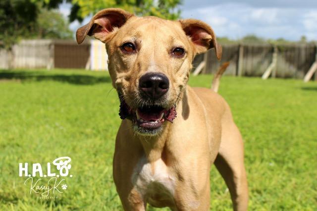 Bumble, an adoptable Catahoula Leopard Dog, Hound in Sebastian, FL, 32958 | Photo Image 4