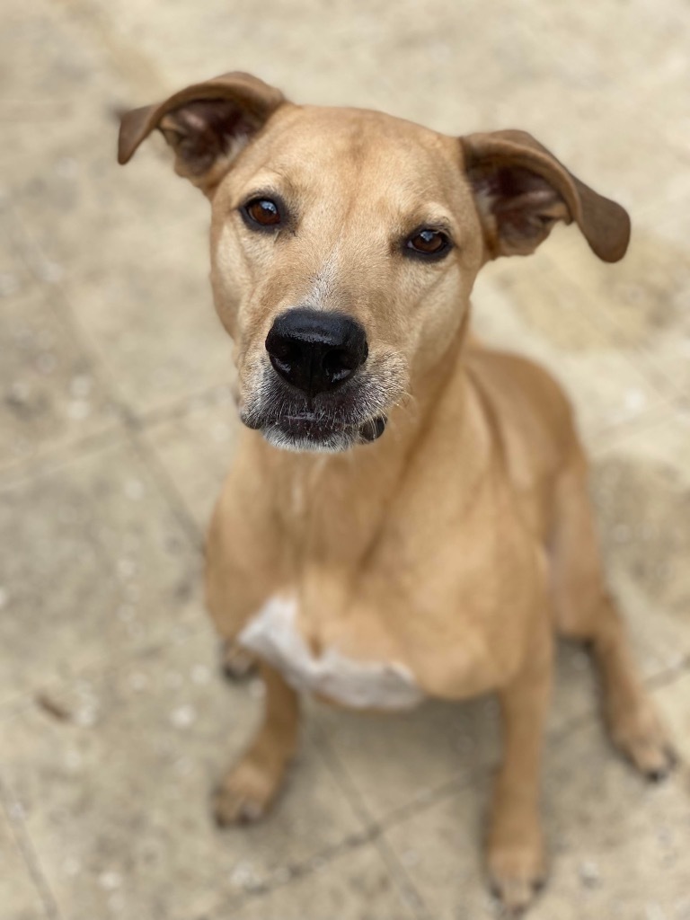 Bumble, an adoptable Catahoula Leopard Dog, Hound in Sebastian, FL, 32958 | Photo Image 5