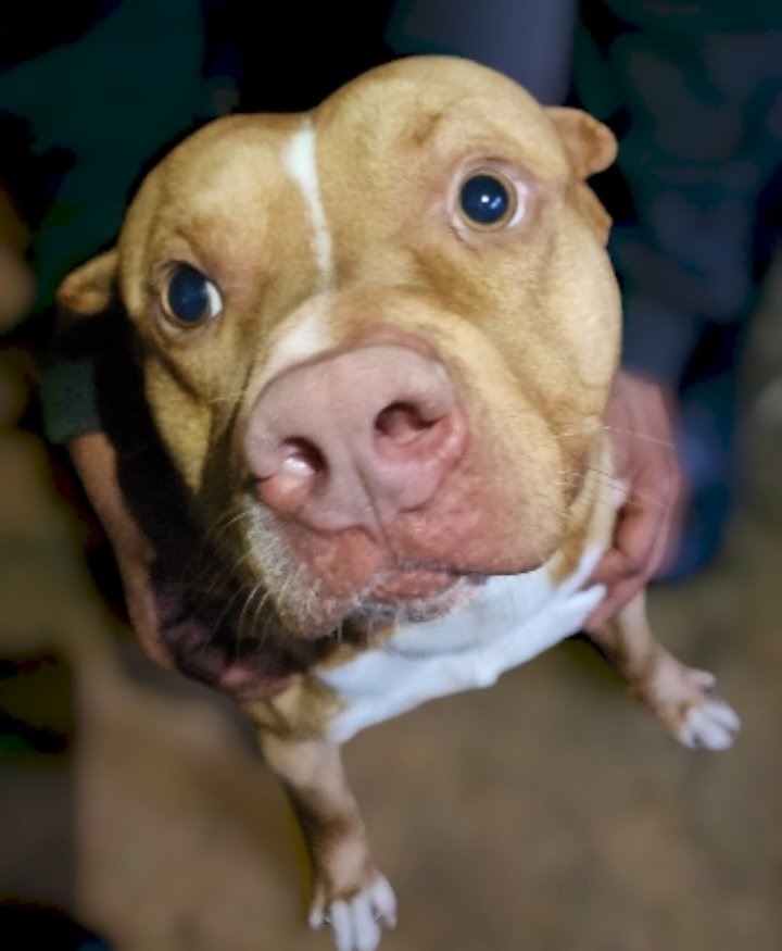 Big Tex, an adoptable Terrier, Labrador Retriever in El Dorado, AR, 71730 | Photo Image 1