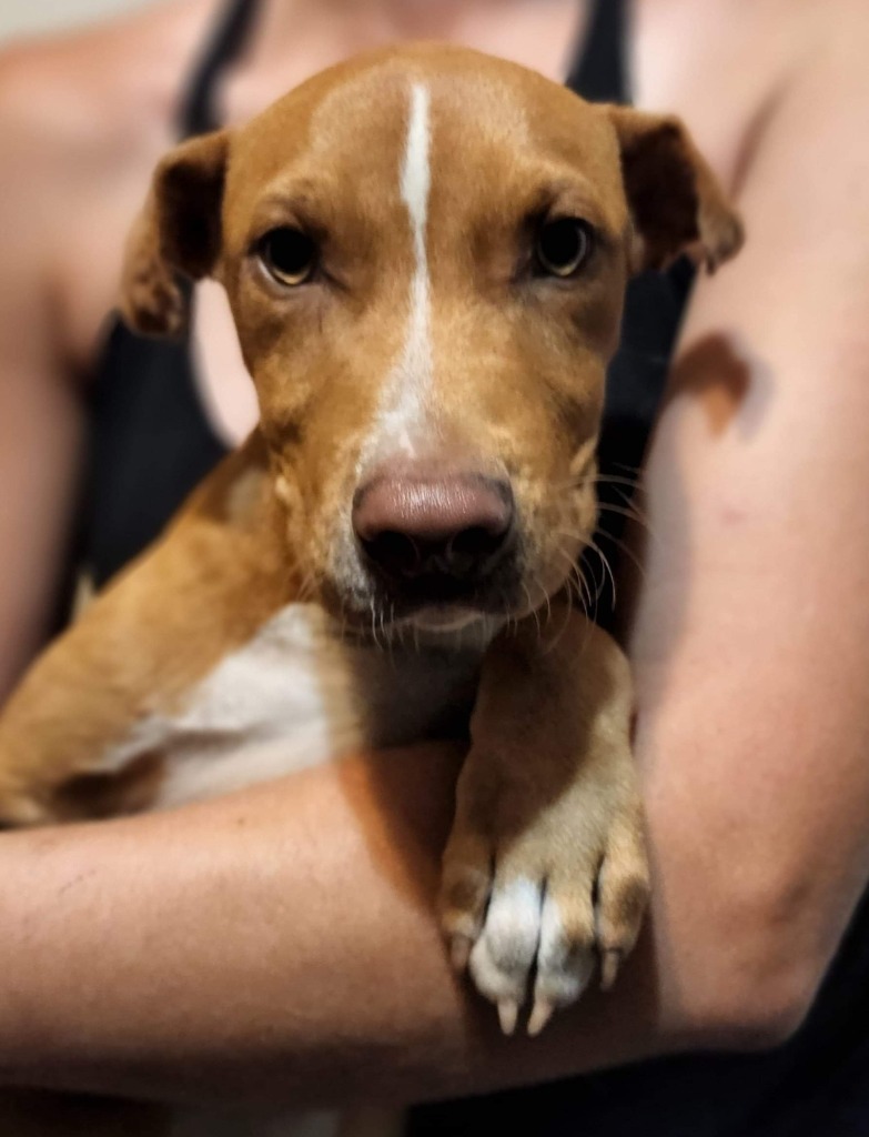 Big Tex, an adoptable Terrier, Labrador Retriever in El Dorado, AR, 71730 | Photo Image 2