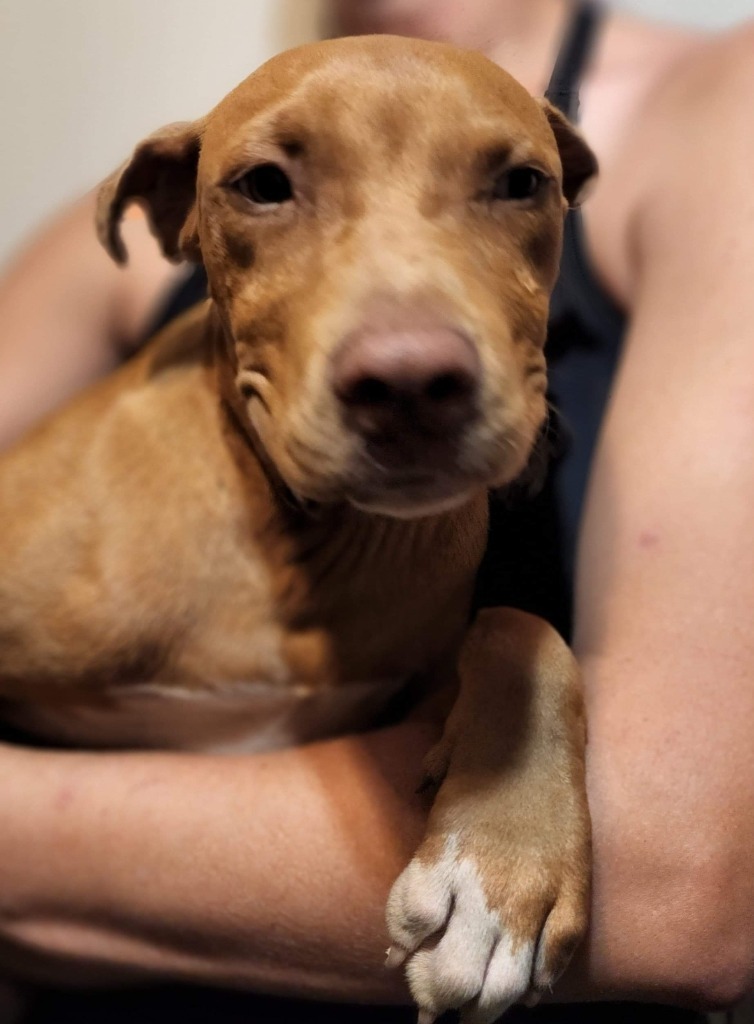 Savage Sam, an adoptable Terrier, Labrador Retriever in El Dorado, AR, 71730 | Photo Image 2