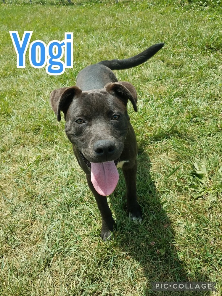 Yogi