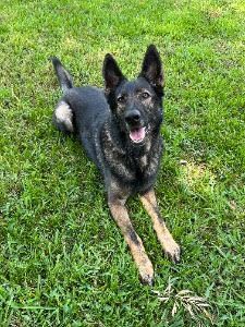 Bolt! AKC! Trained! Good w/ Cats!  And Dogs!, an adopted German Shepherd Dog in St. Petersburg, FL_image-4