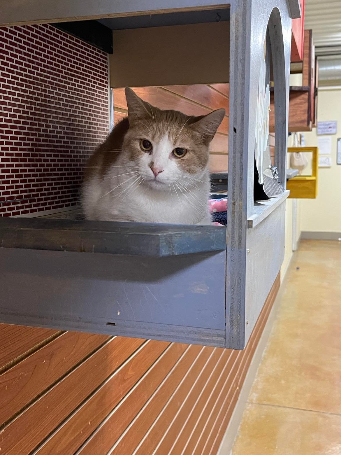 Art, an adoptable Domestic Short Hair in Austin, MN, 55912 | Photo Image 1